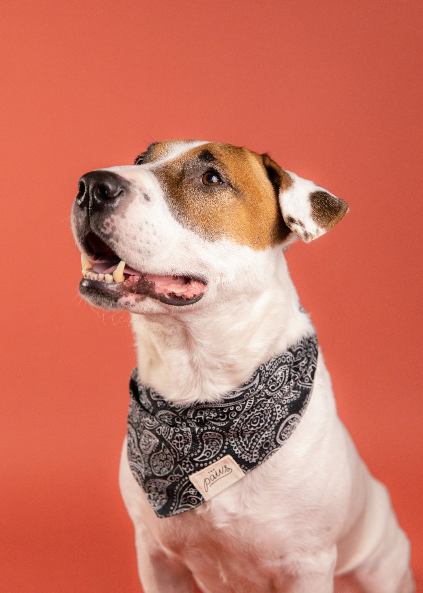 Riley, Adoptable, Adult Male Bull Terrier.