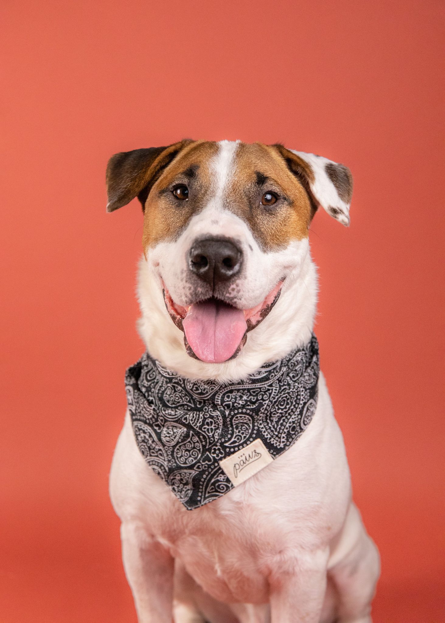 Riley, a Adoptable Bull Terrier in Houston, TX image 6/6