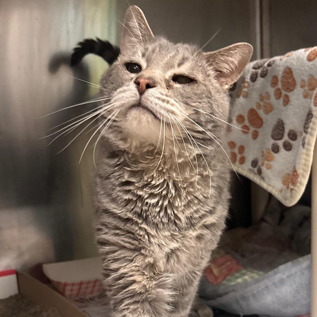 Uncle Leo, Adoptable, Senior Male Domestic Short Hair.