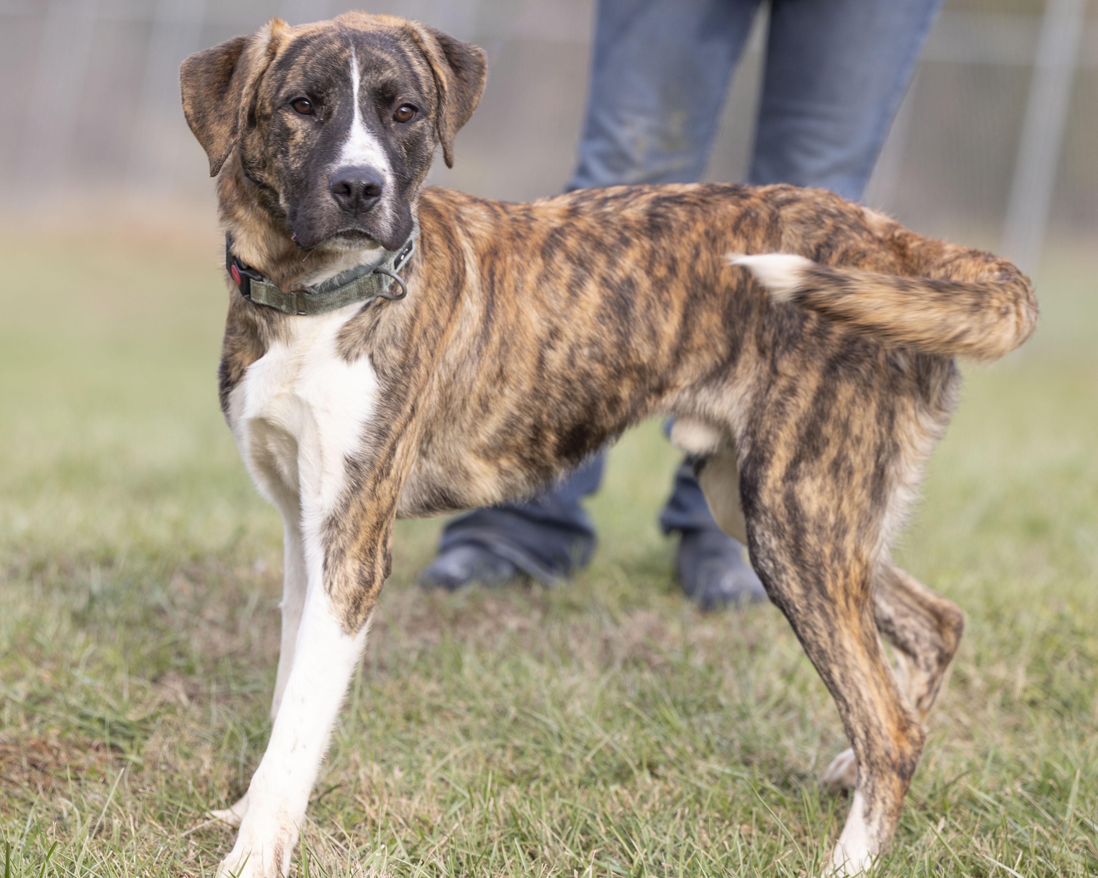 Bingo, a Adoptable mixed breed in Bedford, IN image 3/4