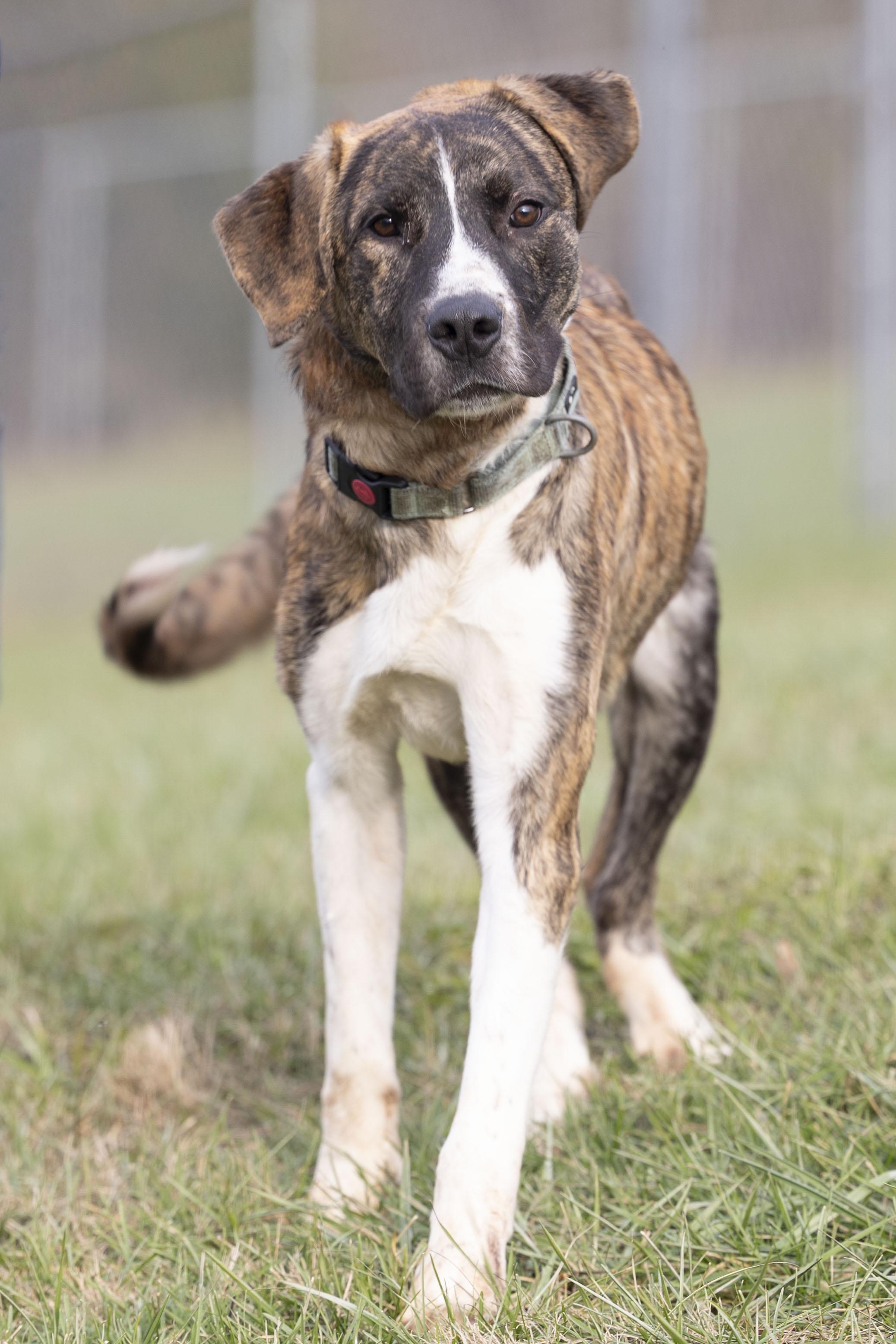 Bingo, a Adoptable mixed breed in Bedford, IN image 1/4