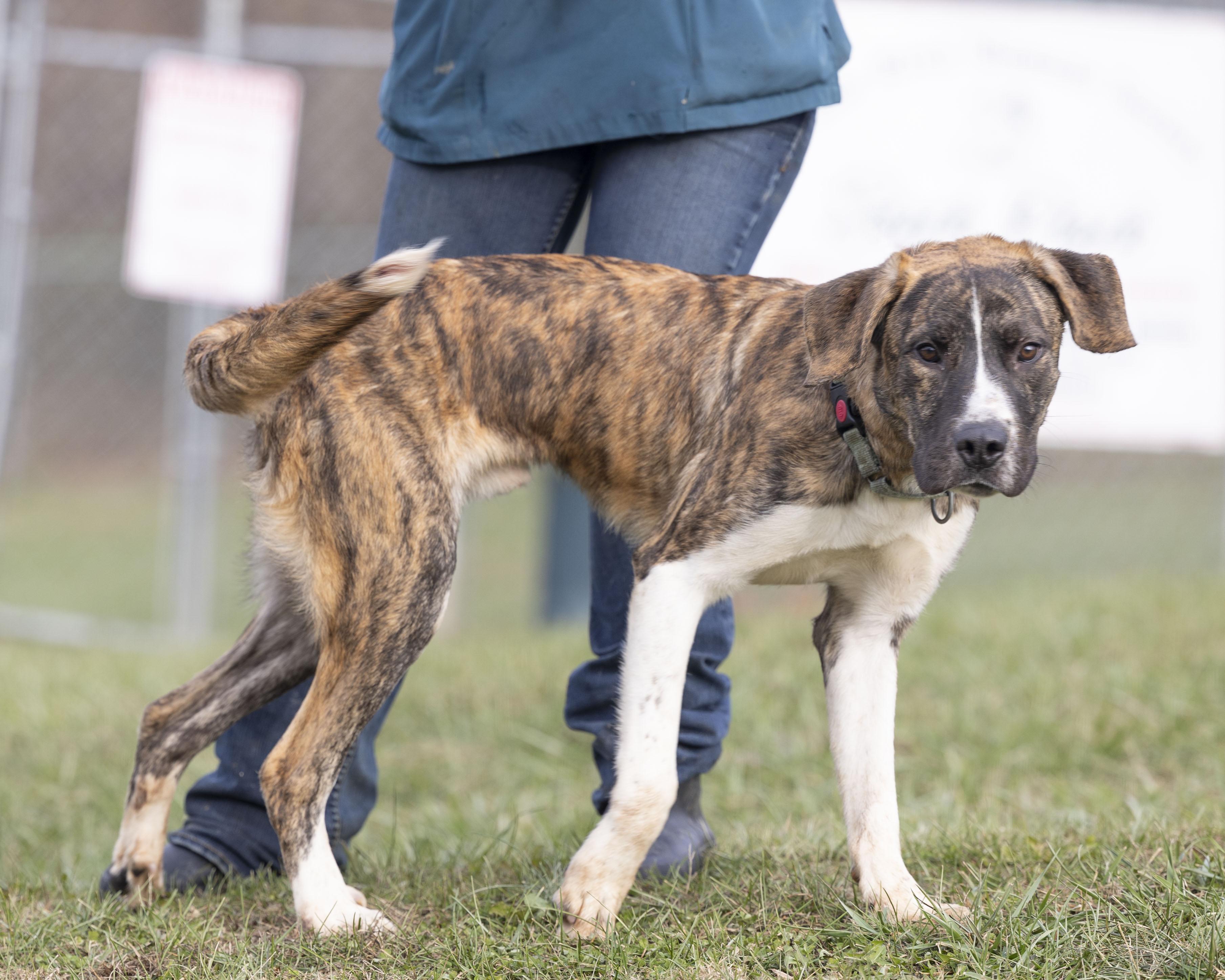 Bingo, a Adoptable mixed breed in Bedford, IN image 4/4
