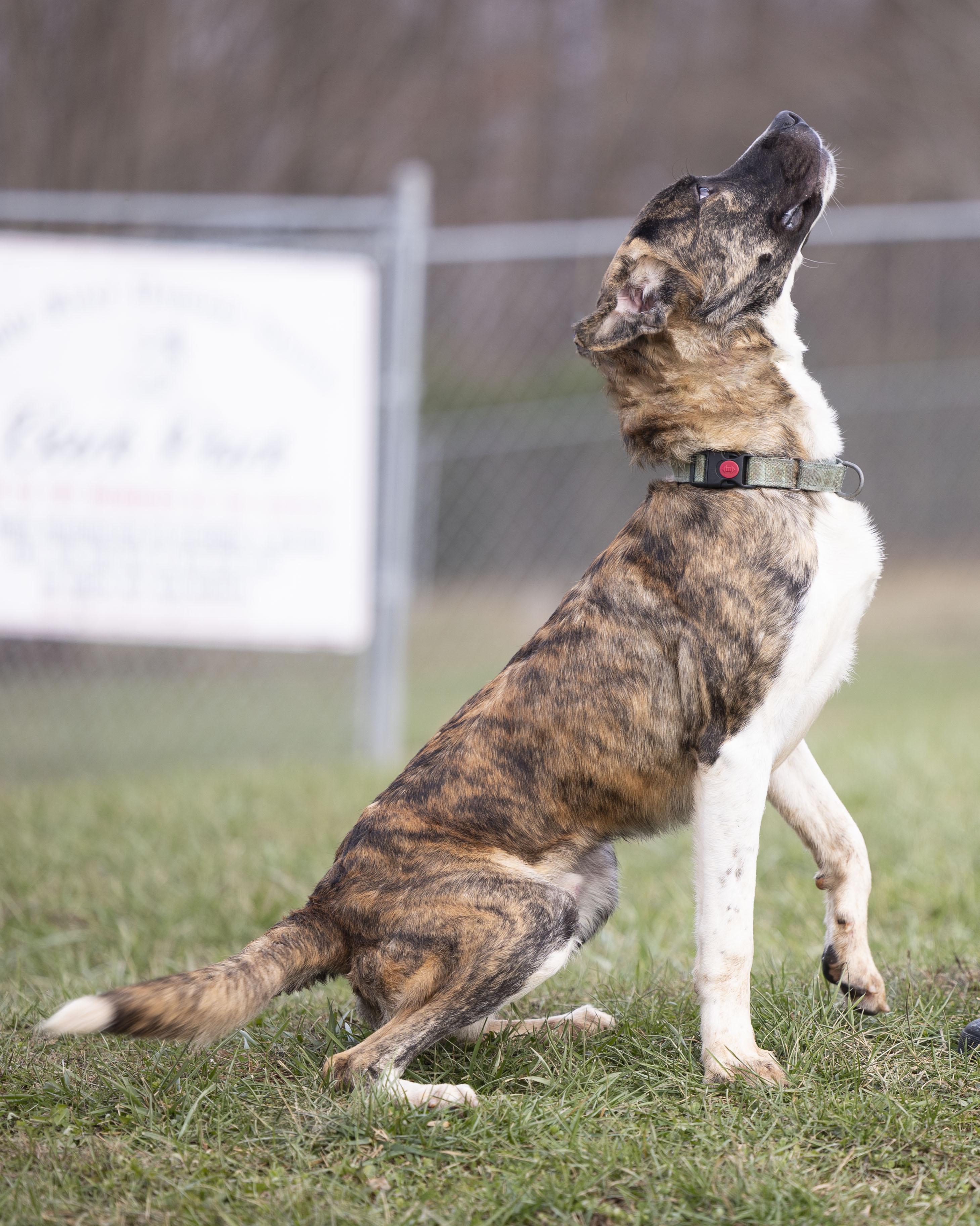 Bingo, a Adoptable mixed breed in Bedford, IN image 2/4