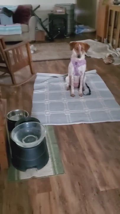 Enlarge Lizzie, a Adopted mixed breed in Roseburg, OR video 6/11