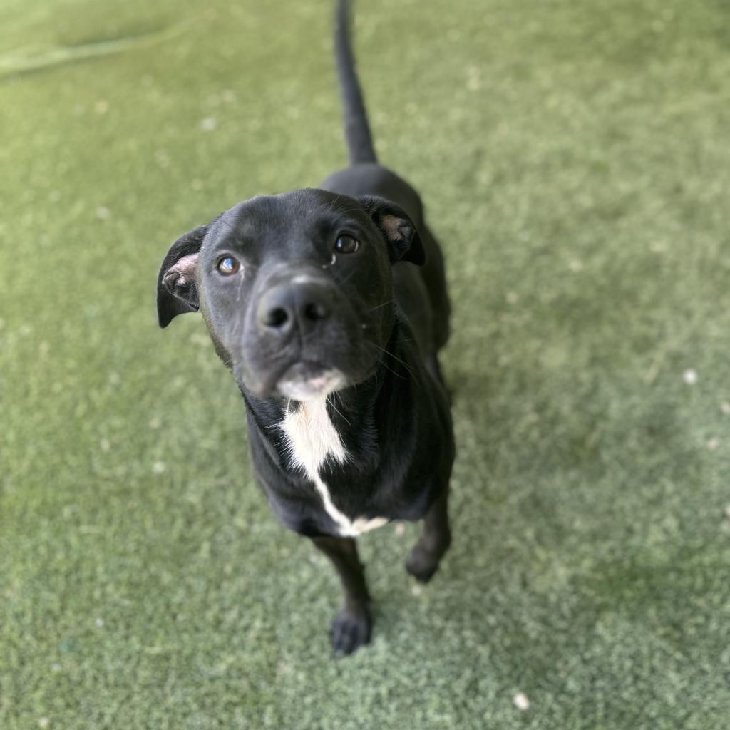 Jack, Adoptable, Adult Male Mixed Breed.
