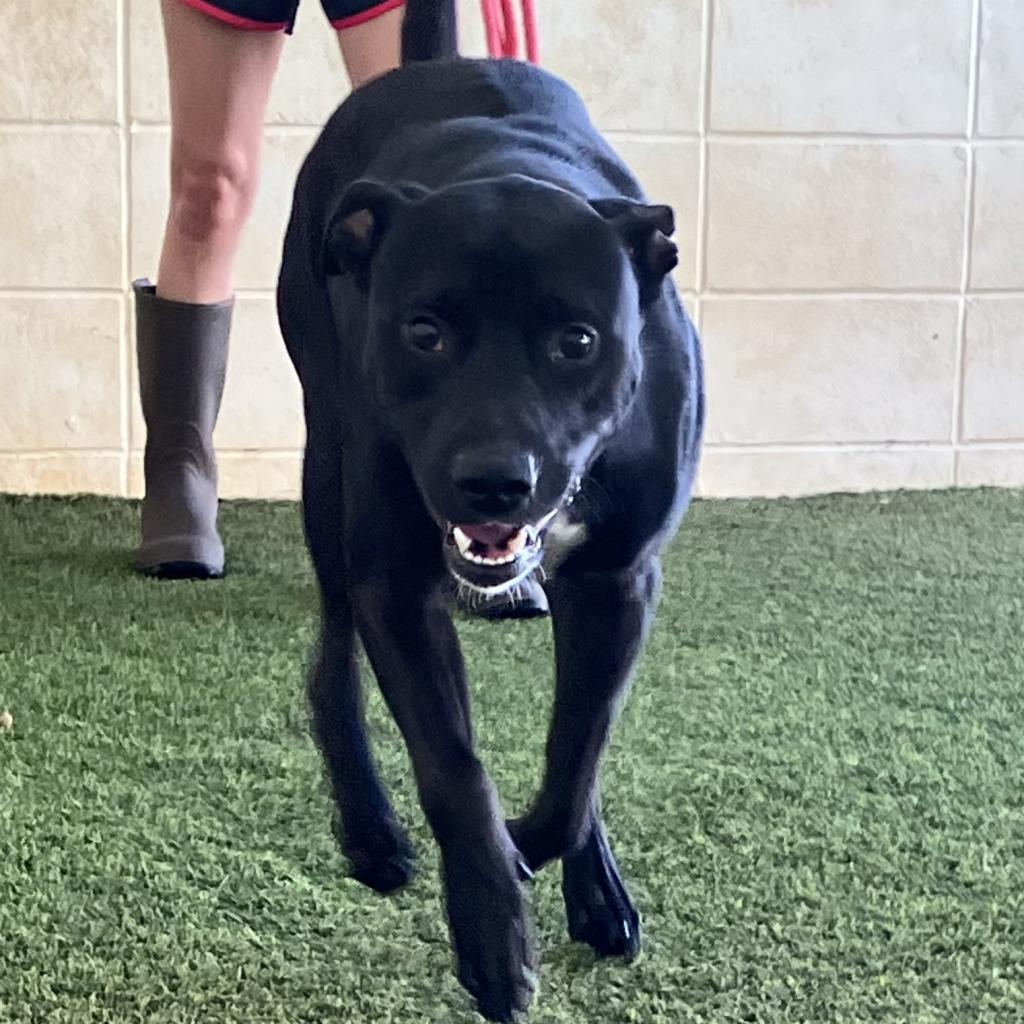 Enlarge Jack, a Adoptable Mixed Breed in Birmingham , AL image 2/2