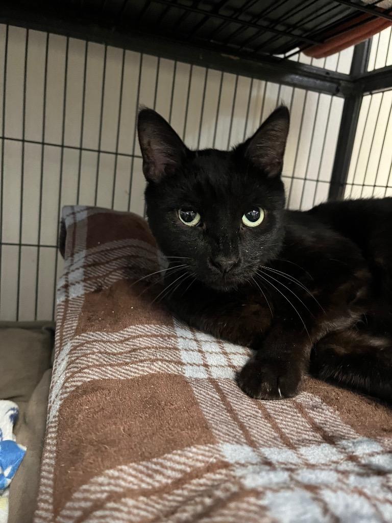 Enlarge Buster, a Adoptable mixed breed in Saginaw, MI image 1/1