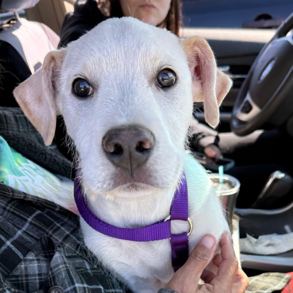Opal, Adoptable, Young Female Terrier & Labrador Retriever.