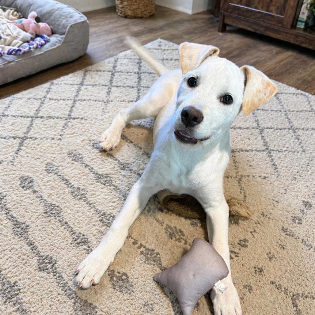 Enlarge Opal, a Adoptable mixed breed in Asher, OK image 3/3