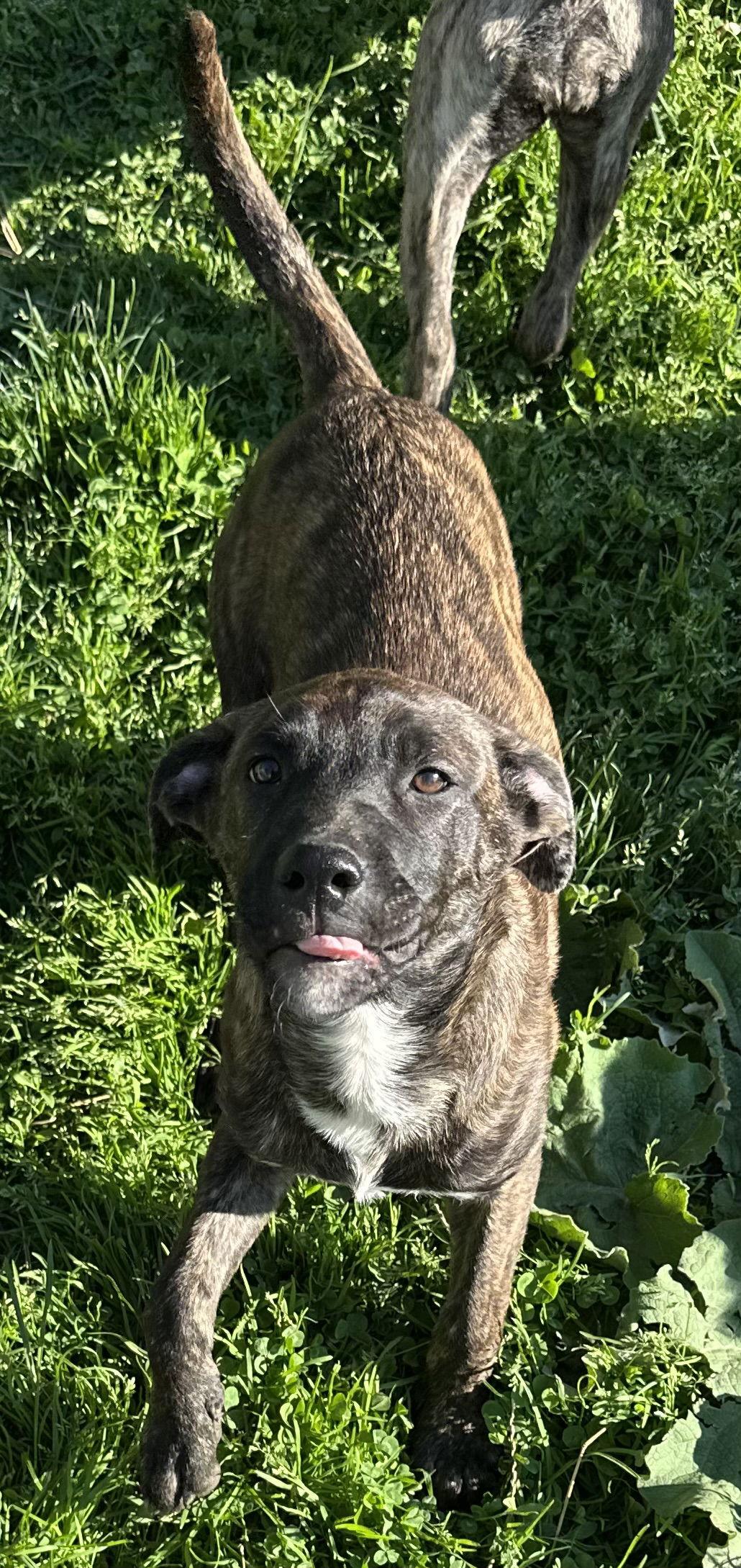 Sweet Tart, a Adopted Cane Corso in Tonawanda, NY image 1/3