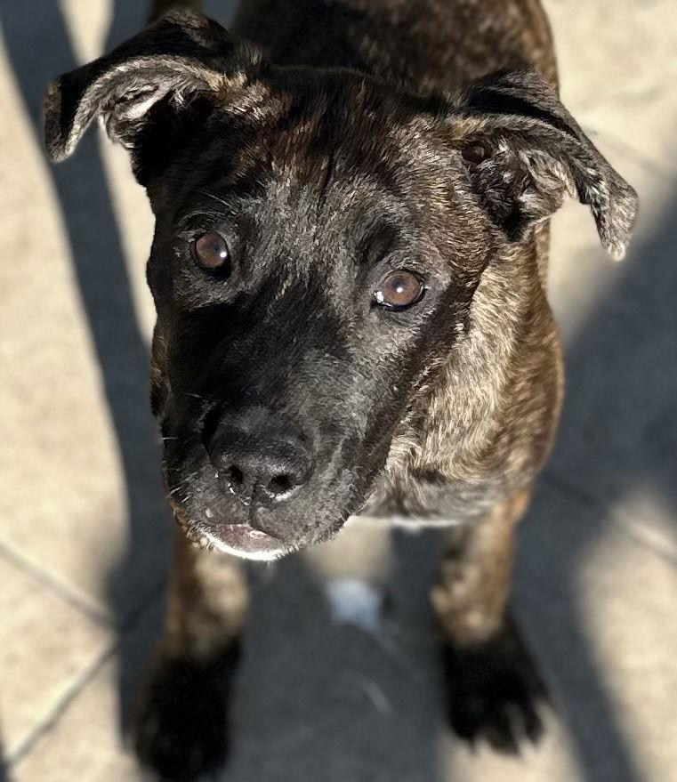 Sweet Tart, a Adopted Cane Corso in Tonawanda, NY image 2/3