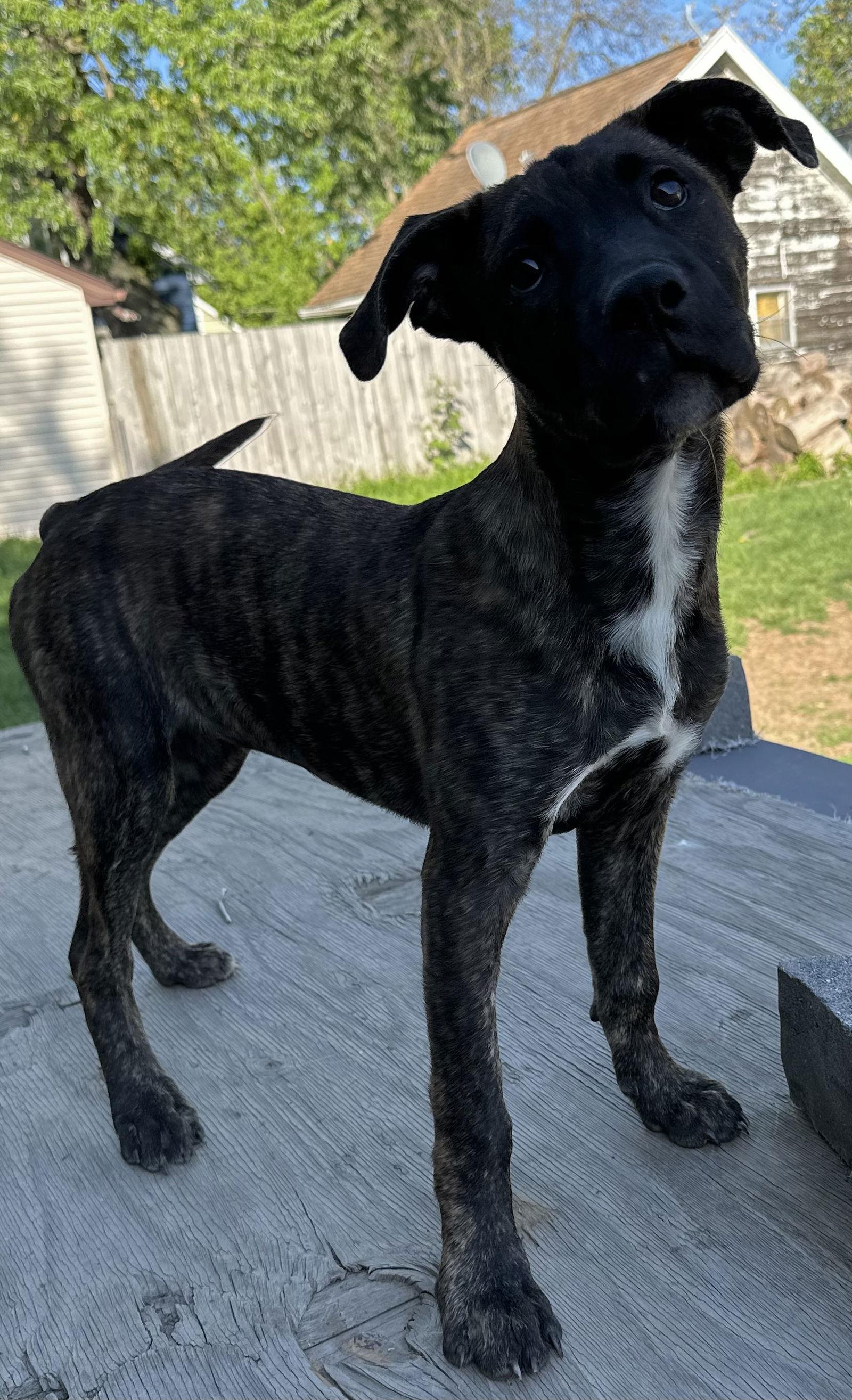 Sweet Tart, a Adopted Cane Corso in Tonawanda, NY image 3/3