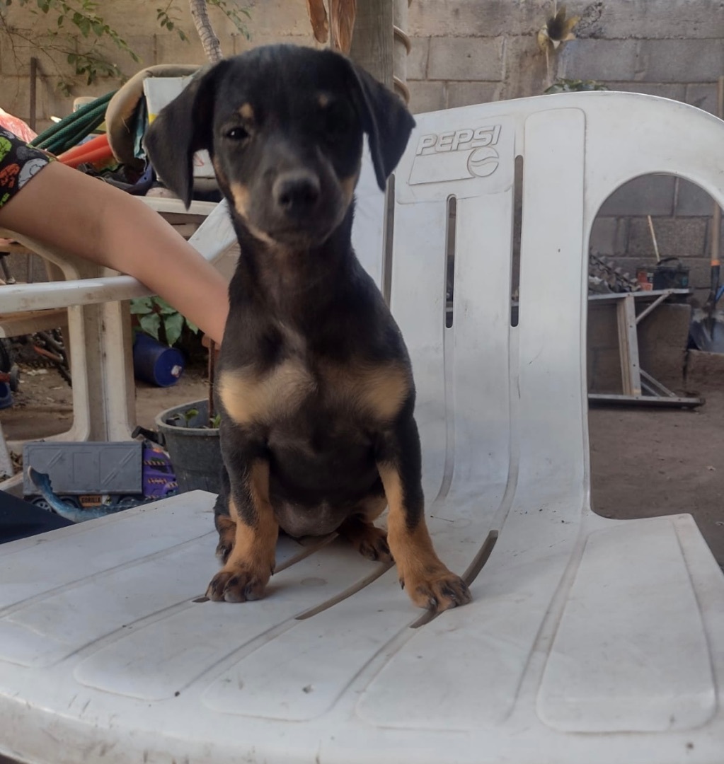 Enlarge Viry, a Adopted Mixed Breed in Nopolo, BCS image 1/1