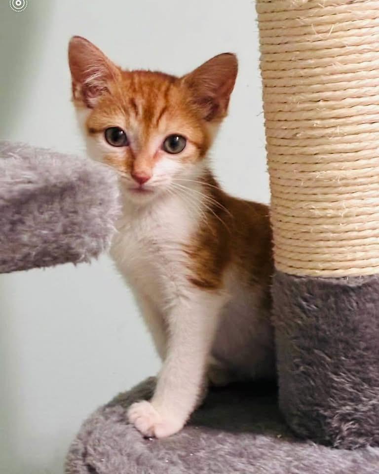 Charlie, adopted, Kitten Male Domestic Short Hair.