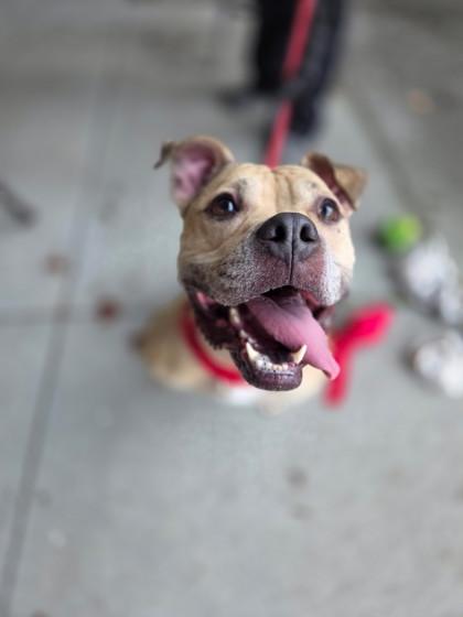 Hazel, Adoptable, Adult Female Pit Bull Terrier & Mixed Breed.