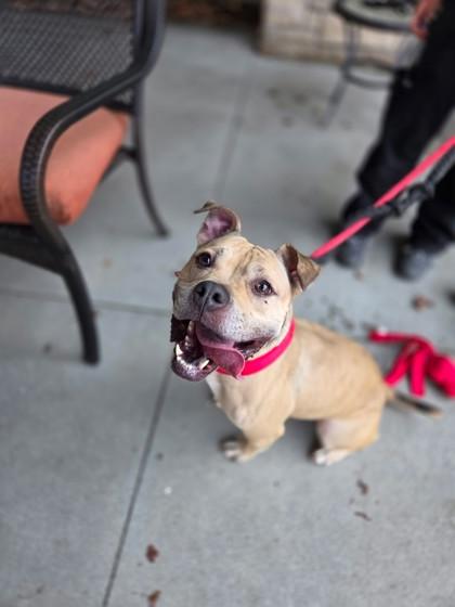 Hazel, a Adoptable mixed breed in Cincinnati, OH image 3/3