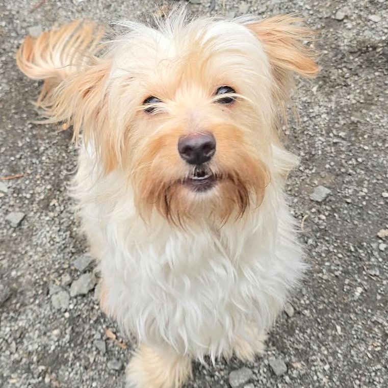 Leilu, adopted, Young Female Norfolk Terrier.