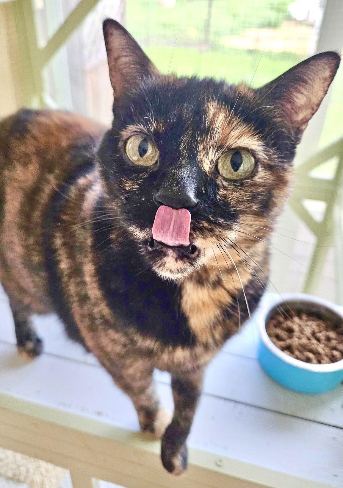 Sadie, a Adoptable mixed breed in San Luis Obispo, CA image 1/2