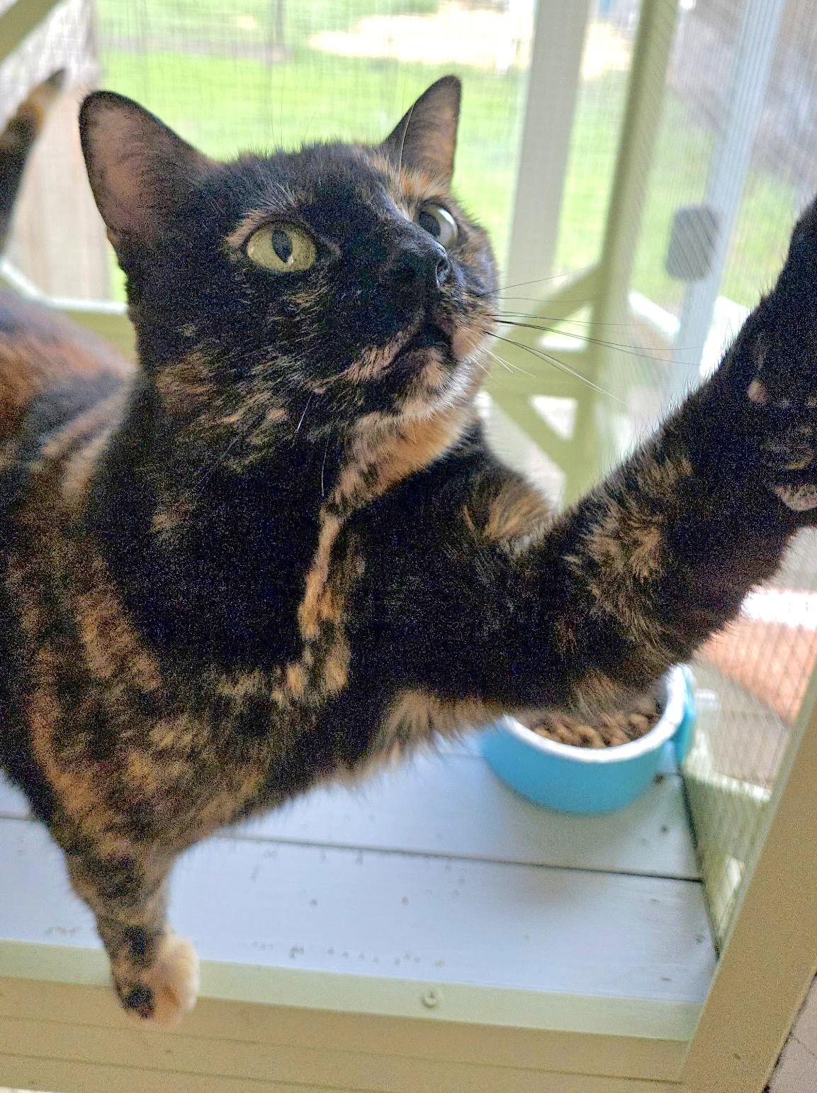 Sadie, a Adoptable mixed breed in San Luis Obispo, CA image 2/2