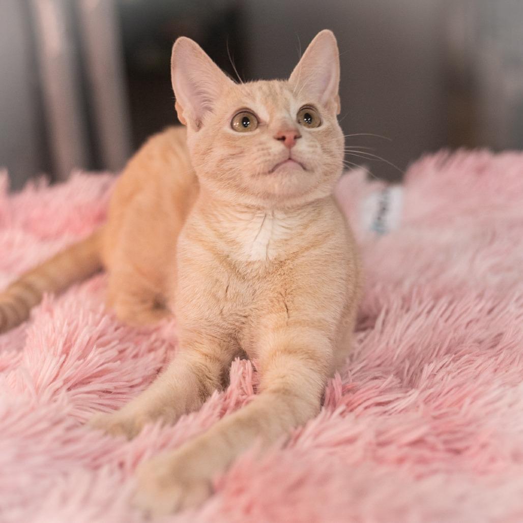 Mateo, Adoptable, Kitten Male Domestic Short Hair.