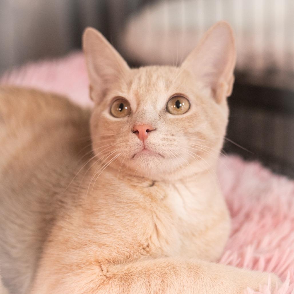 Enlarge Mateo, a Adoptable Domestic Short Hair in Ponte Vedra, FL image 2/3