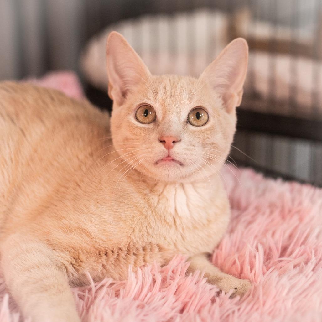 Enlarge Mateo, a Adoptable Domestic Short Hair in Ponte Vedra, FL image 3/3