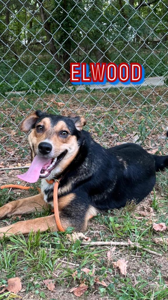 Elwood, Adoptable, Adult Male German Shepherd Dog & Australian Shepherd.