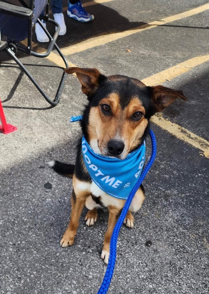 Enlarge Elwood, a Adoptable mixed breed in Lawrenceburg, TN image 1/6
