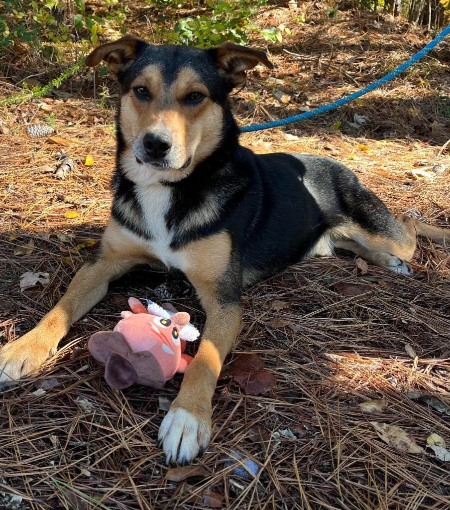 Enlarge Elwood, a Adoptable mixed breed in Lawrenceburg, TN image 2/6