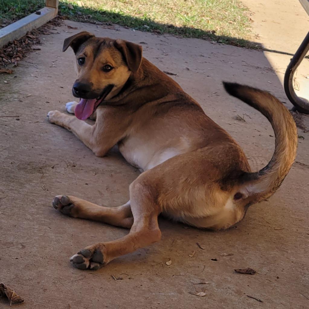 Enlarge Elwood, a Adoptable mixed breed in Lawrenceburg, TN image 4/6