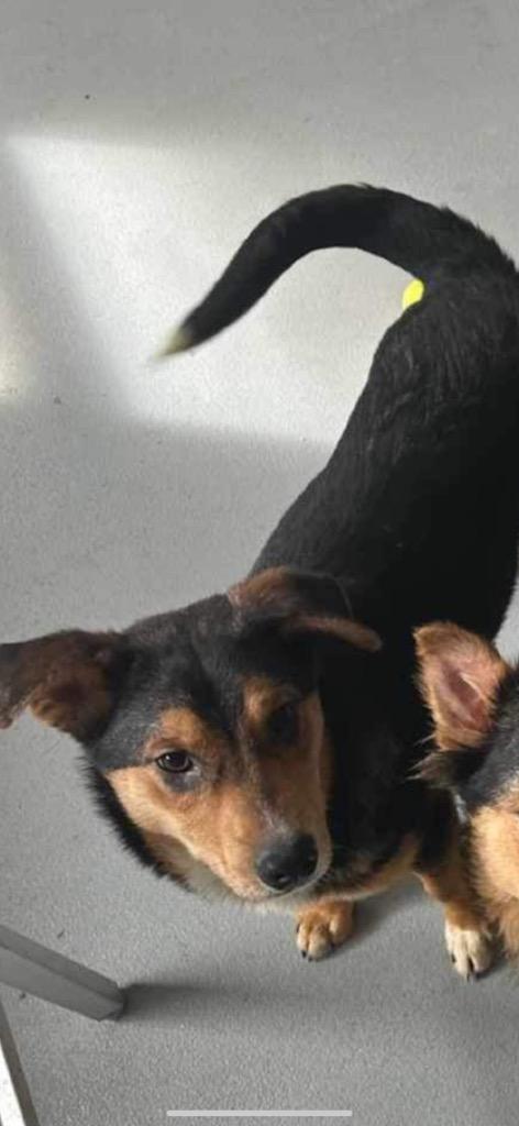 Enlarge Elwood, a Adoptable mixed breed in Lawrenceburg, TN image 6/6