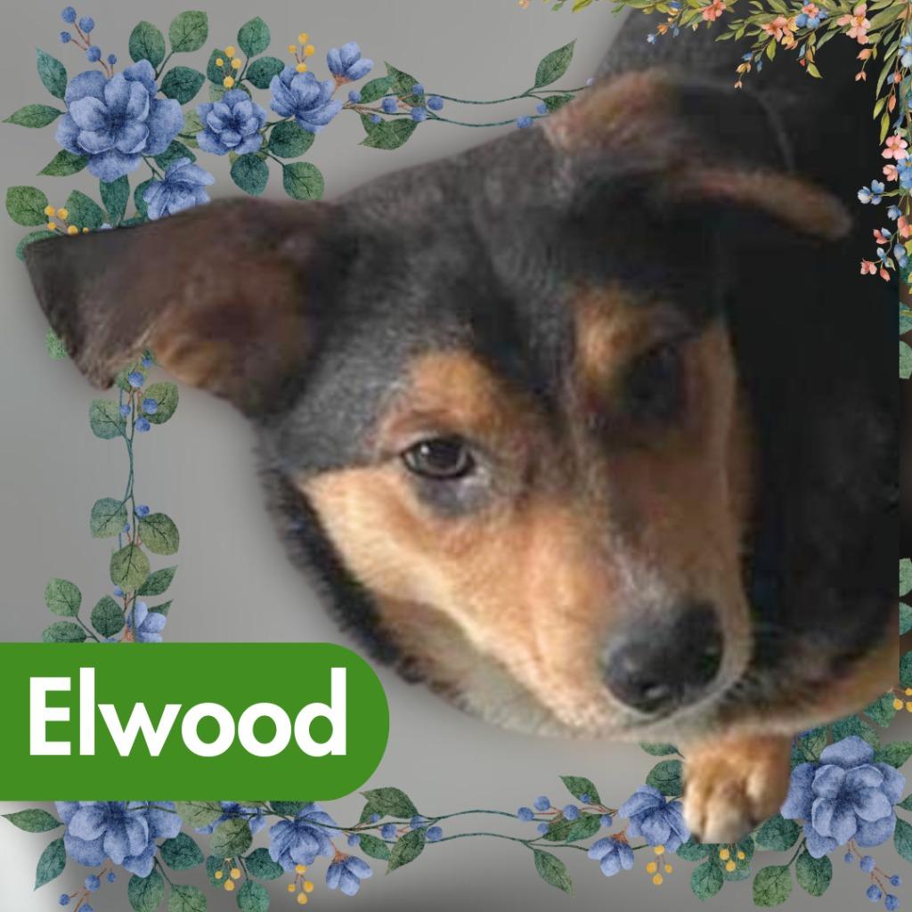 Enlarge Elwood, a Adoptable mixed breed in Lawrenceburg, TN image 6/6