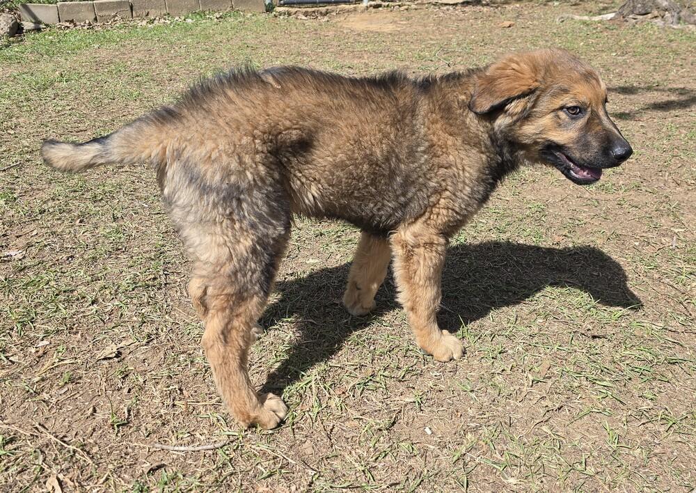 Enlarge Punch, a Adoptable mixed breed in Henniker, NH image 1/1