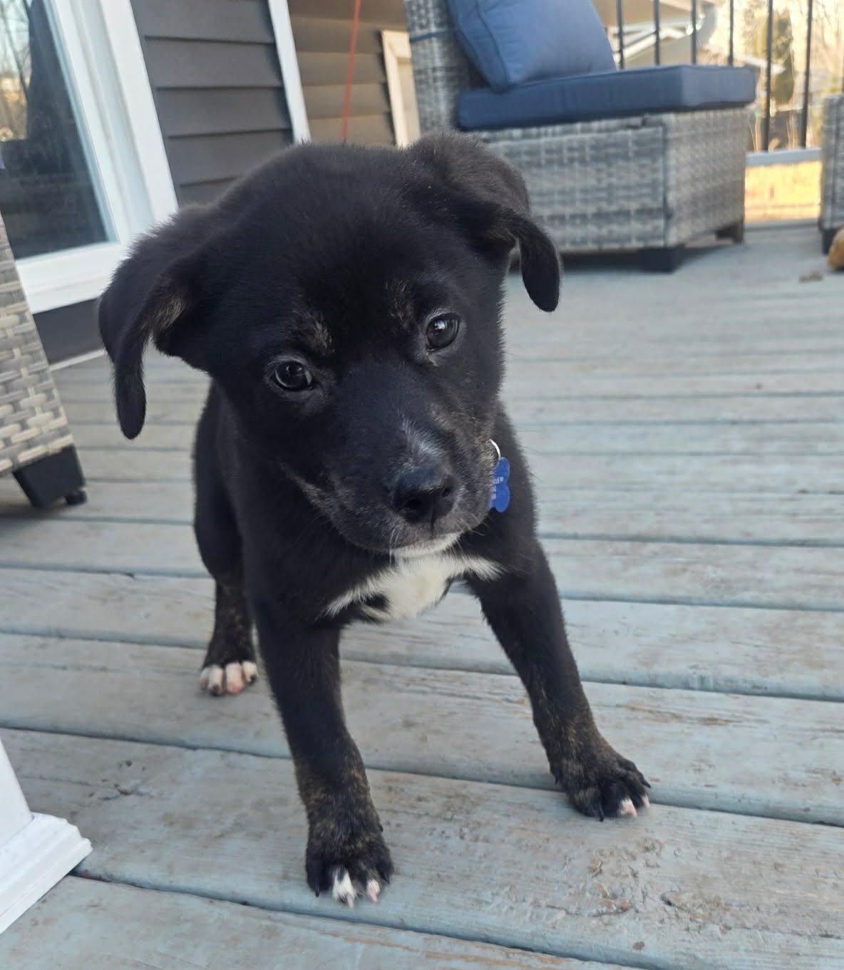 Enlarge Toby, an adopted mixed breed in De Pere, WI image 2/3