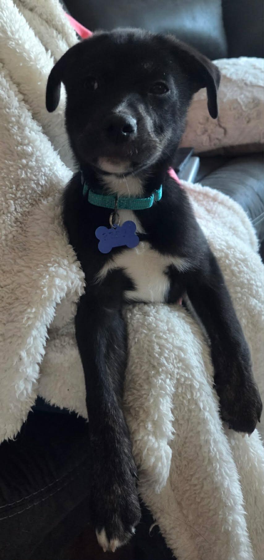 Enlarge Toby, an adopted mixed breed in De Pere, WI image 3/3