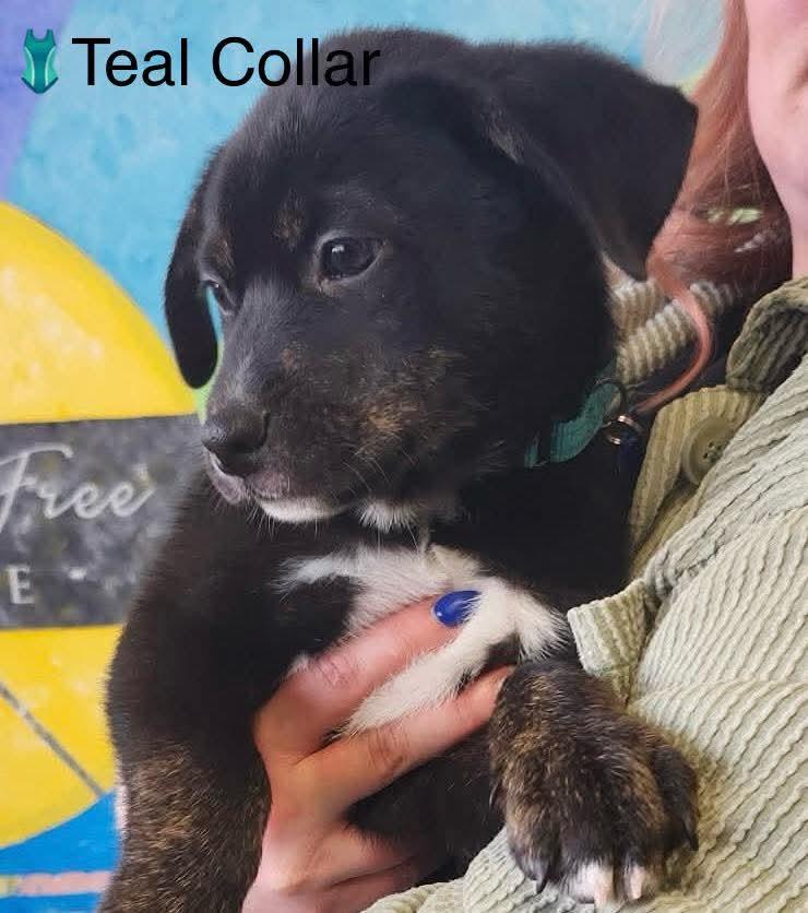 Toby, adopted, Puppy Male Shepherd.