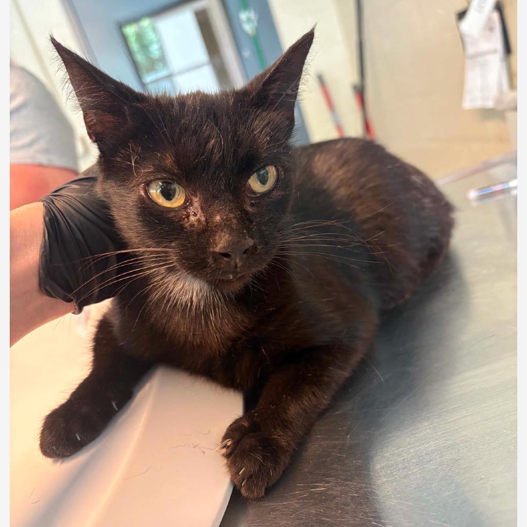 Enlarge Hershey, a Adoptable Domestic Short Hair in Huntington, WV image 1/1