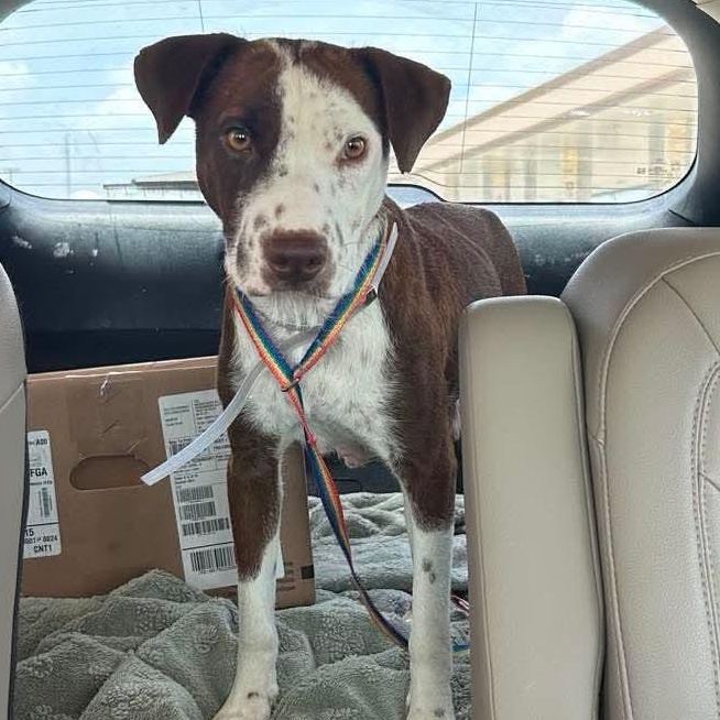 Enlarge Everest, a Adopted mixed breed in Rochester, NY image 5/6