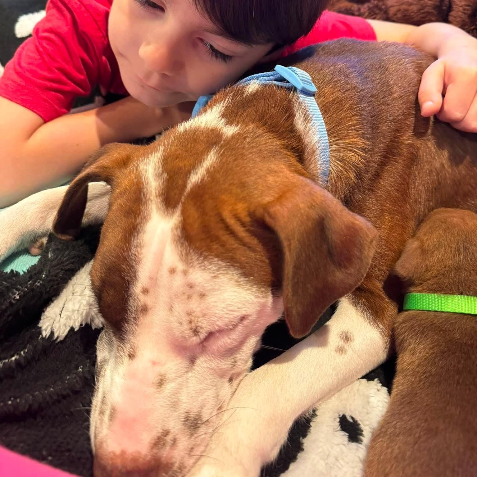 Enlarge Everest, a Adopted mixed breed in Rochester, NY image 4/6