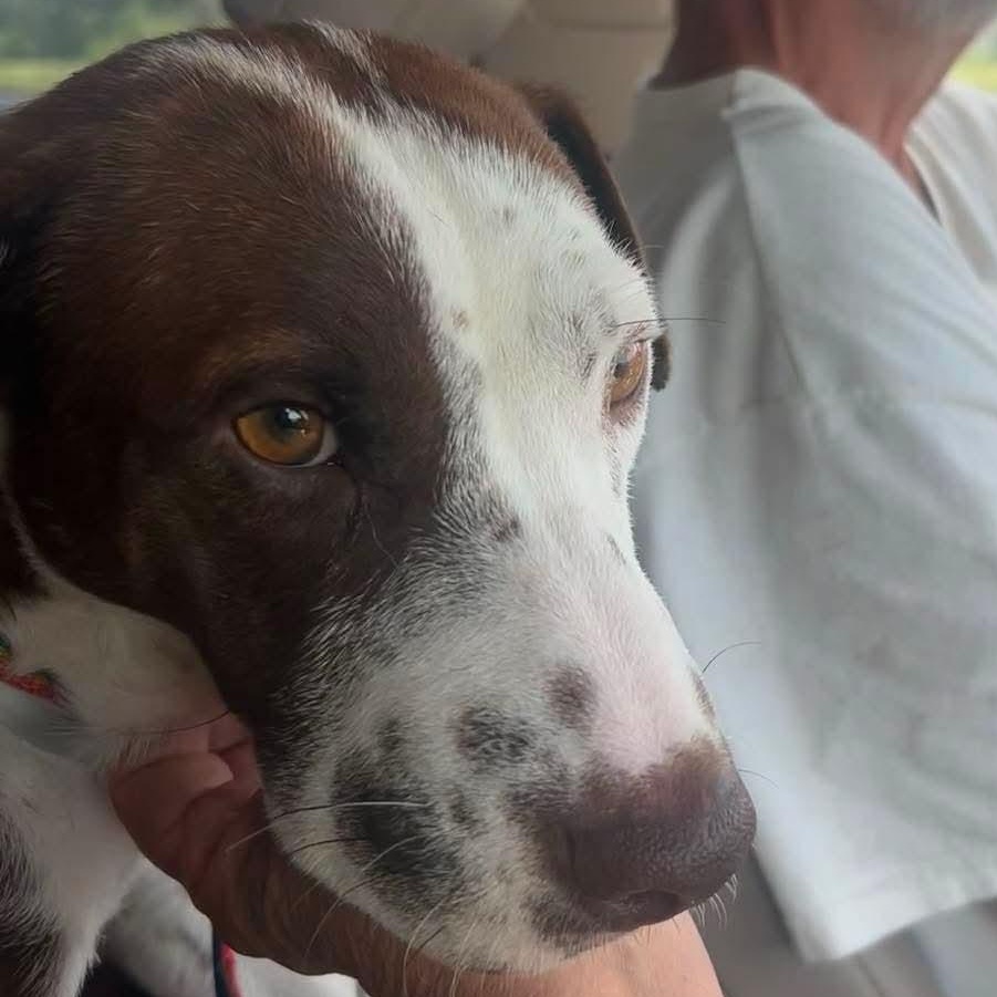 Enlarge Everest, a Adopted mixed breed in Rochester, NY image 6/6