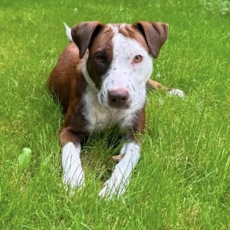 Everest, Adopted, Young Female Pointer & Pit Bull Terrier.