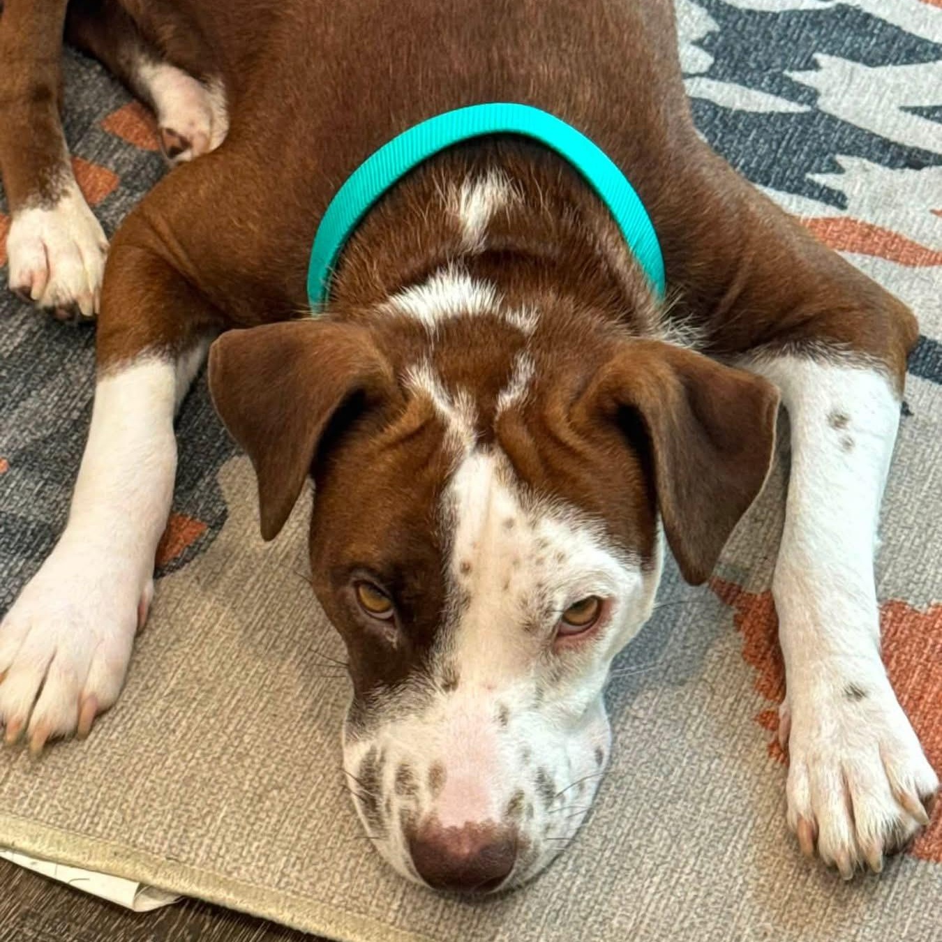 Enlarge Everest, a Adopted mixed breed in Rochester, NY image 2/6