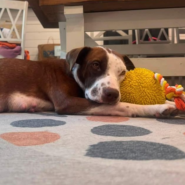 Enlarge Everest, a Adopted mixed breed in Rochester, NY image 3/6