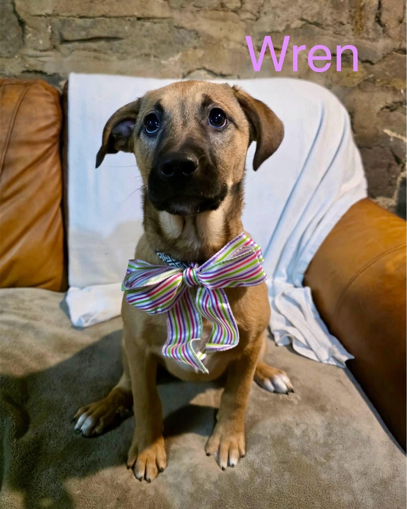 Enlarge Wren, a ADOPTABLE mixed breed in Washington , PA image 1/1
