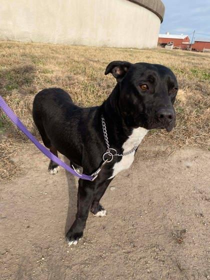 Stubbs, Adoptable, Young Male Staffordshire Bull Terrier & Mixed Breed.