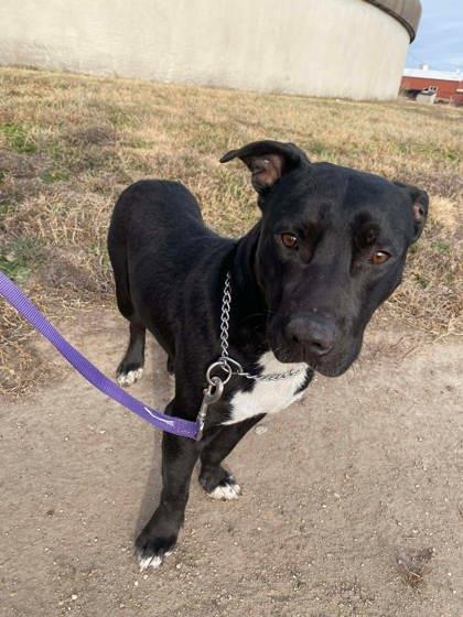 Enlarge Stubbs, a Adoptable mixed breed in McCook, NE image 2/2