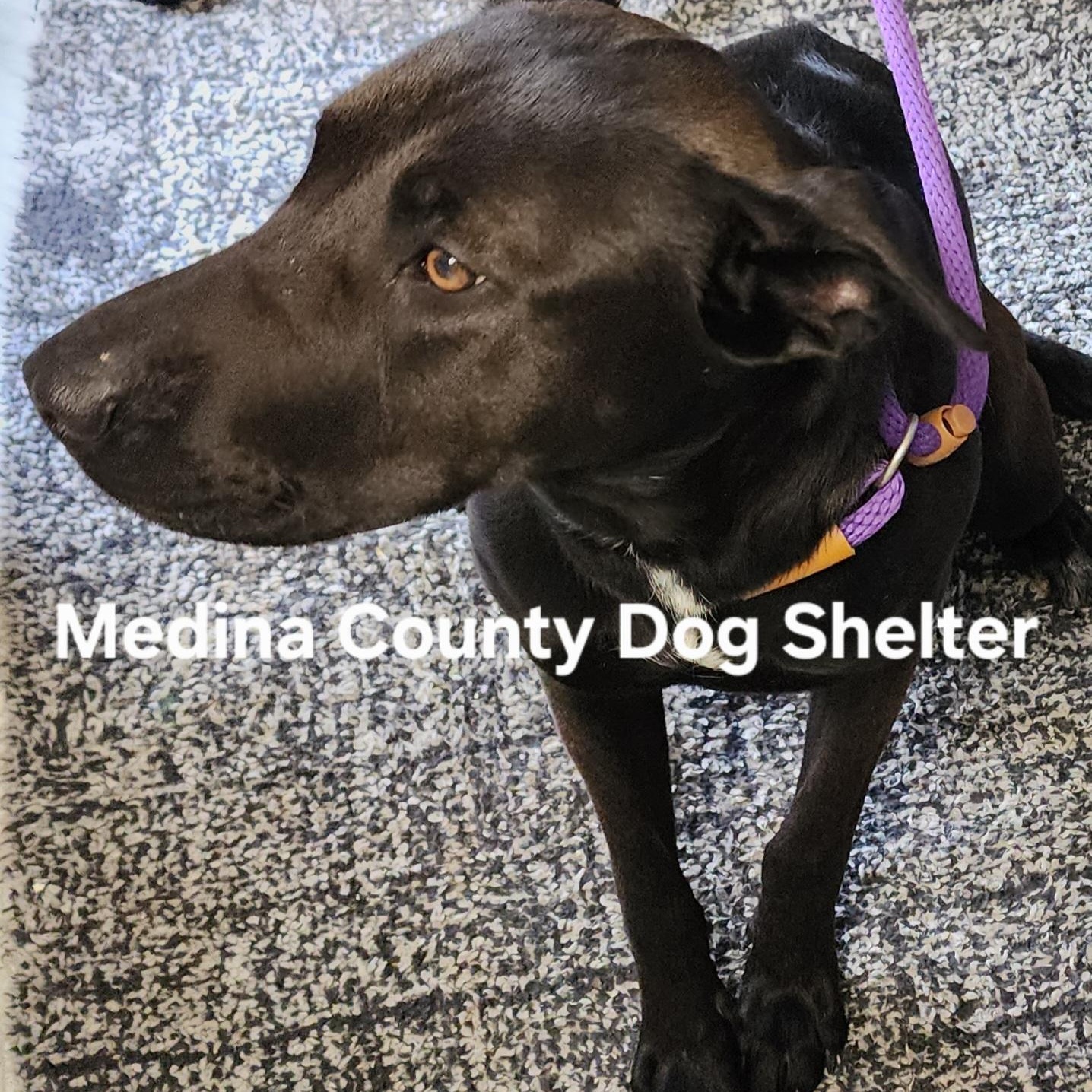 Gretchen, adopted, Adult Female Shepherd & Black Labrador Retriever.