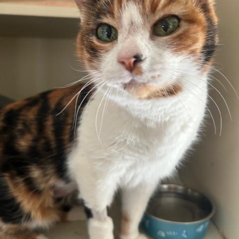 Enlarge Gigi, a ADOPTABLE Calico in Albuquerque, NM image 2/4
