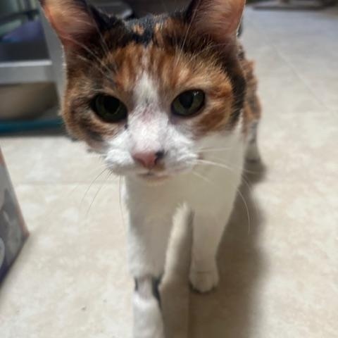 Enlarge Gigi, a ADOPTABLE Calico in Albuquerque, NM image 4/4