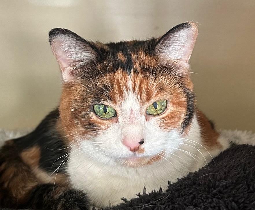 Enlarge Gigi, a ADOPTABLE Calico in Albuquerque, NM image 1/4